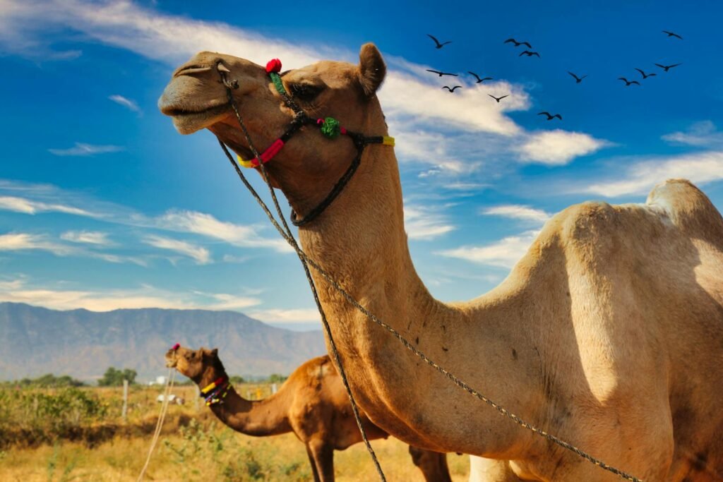 Camels adorned with colorful decorations roam the vibrant Pushkar desert under a clear blue sky.